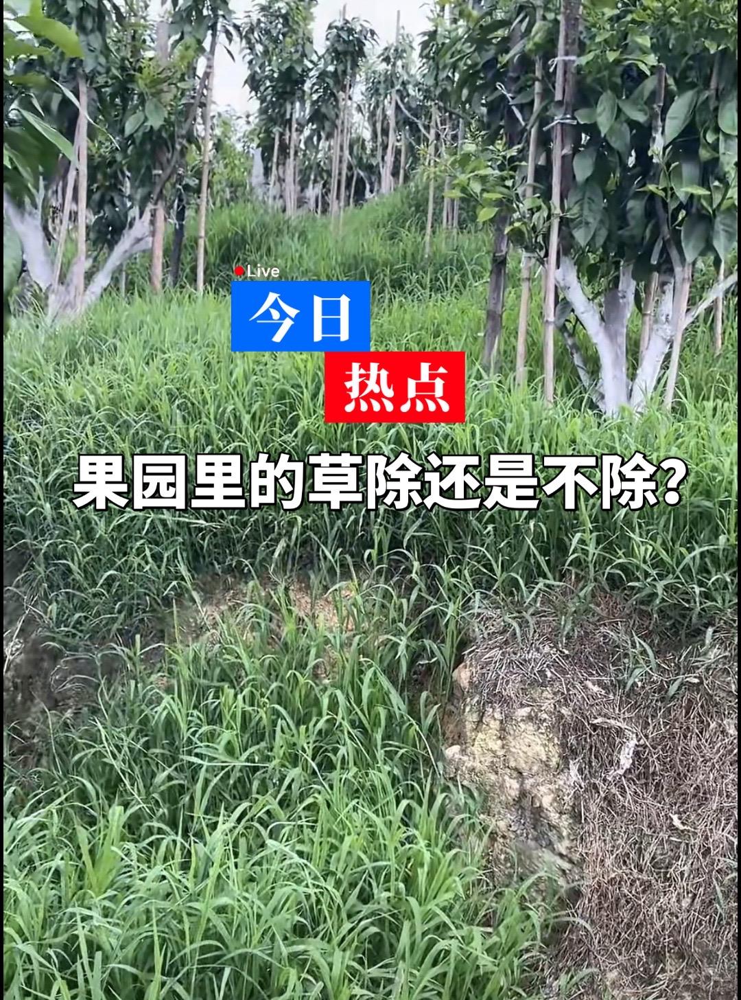 果园里的草除还是不除呢？果树种植管理机除草
