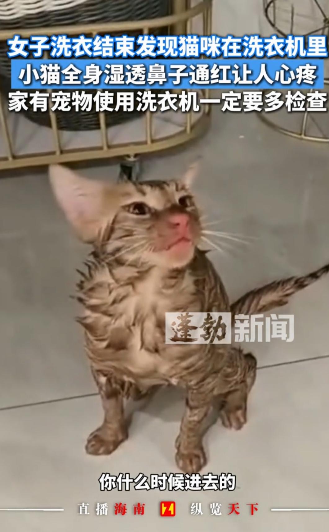 劲爆头条！女子晒完衣服回头懵了：洗衣机里藏着“猫牌滚筒烘干机”？“家人们谁