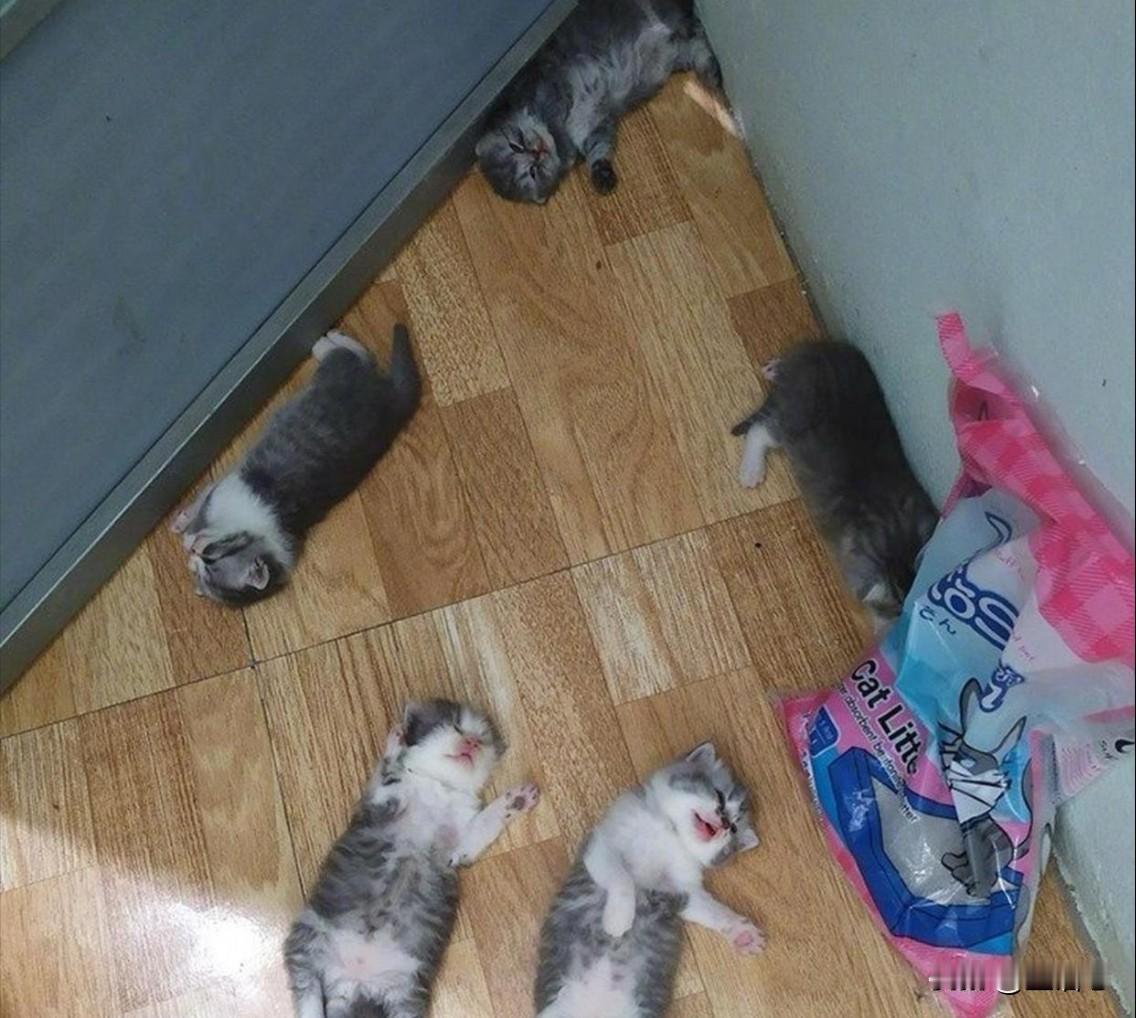 隔壁邻居家长期闲置，最近却发出一股恶臭味儿，管理处通知她回家开门