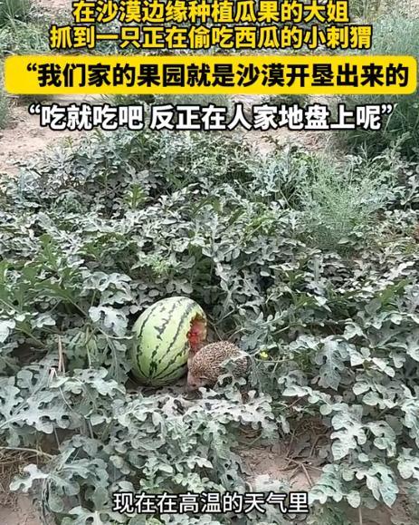 “活该发财！”女子发现一只刺猬在吃自家种的西瓜，没有赶走，反而任其啃食，其原因竟