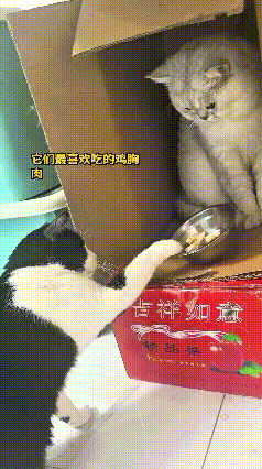 哎呀妈呀太有意思了，笑死人啦！箱子里小猫吃完鸡胸肉就不动了，乖乖待着啥也不管。