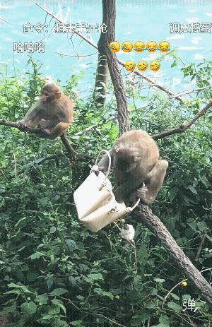 你拿香蕉去换啊![捂脸哭]