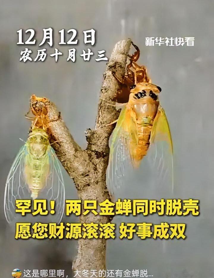 “太罕见了！”深夜，一男子去院子里找东西，无意中发现树干上有动静，凑近一看，竟然