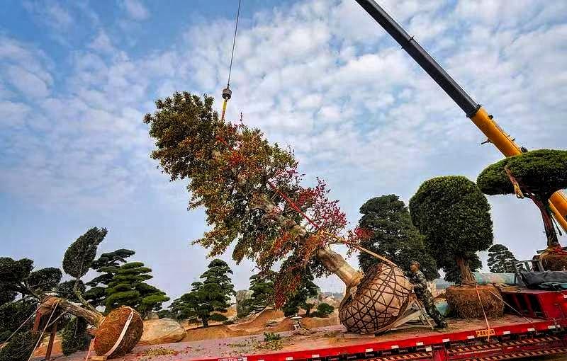 山东，一吊车师傅帮人移栽树木，活干完了，主人拿出800元工钱，吊车师傅刚要接，突