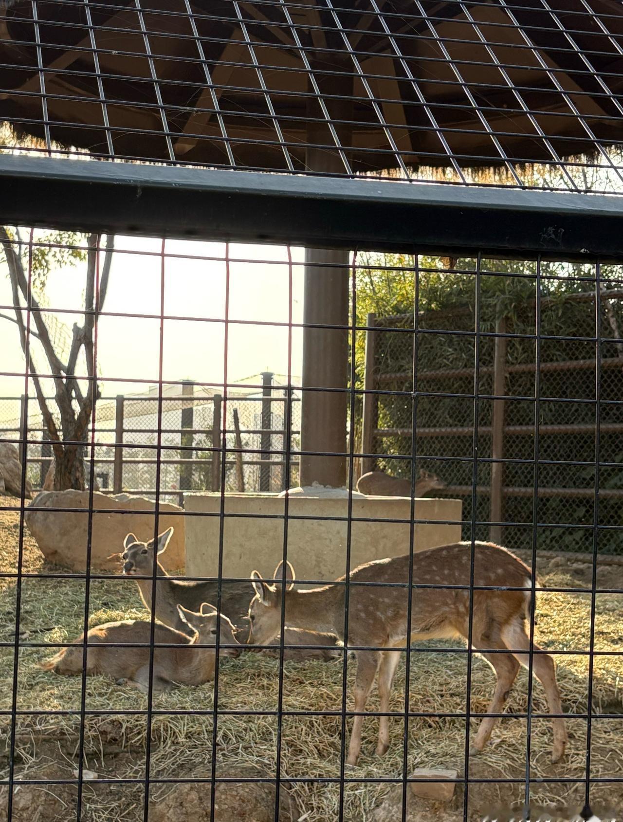 休年假那几天都是我在带娃，奶奶回老家了。我那天特意早早去学校接孩子，想让哐哐一出