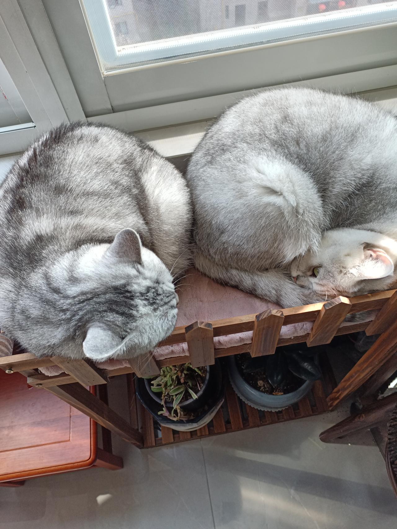午后，窗台边阳光里慵懒的莎丽、皮点（母女俩）……