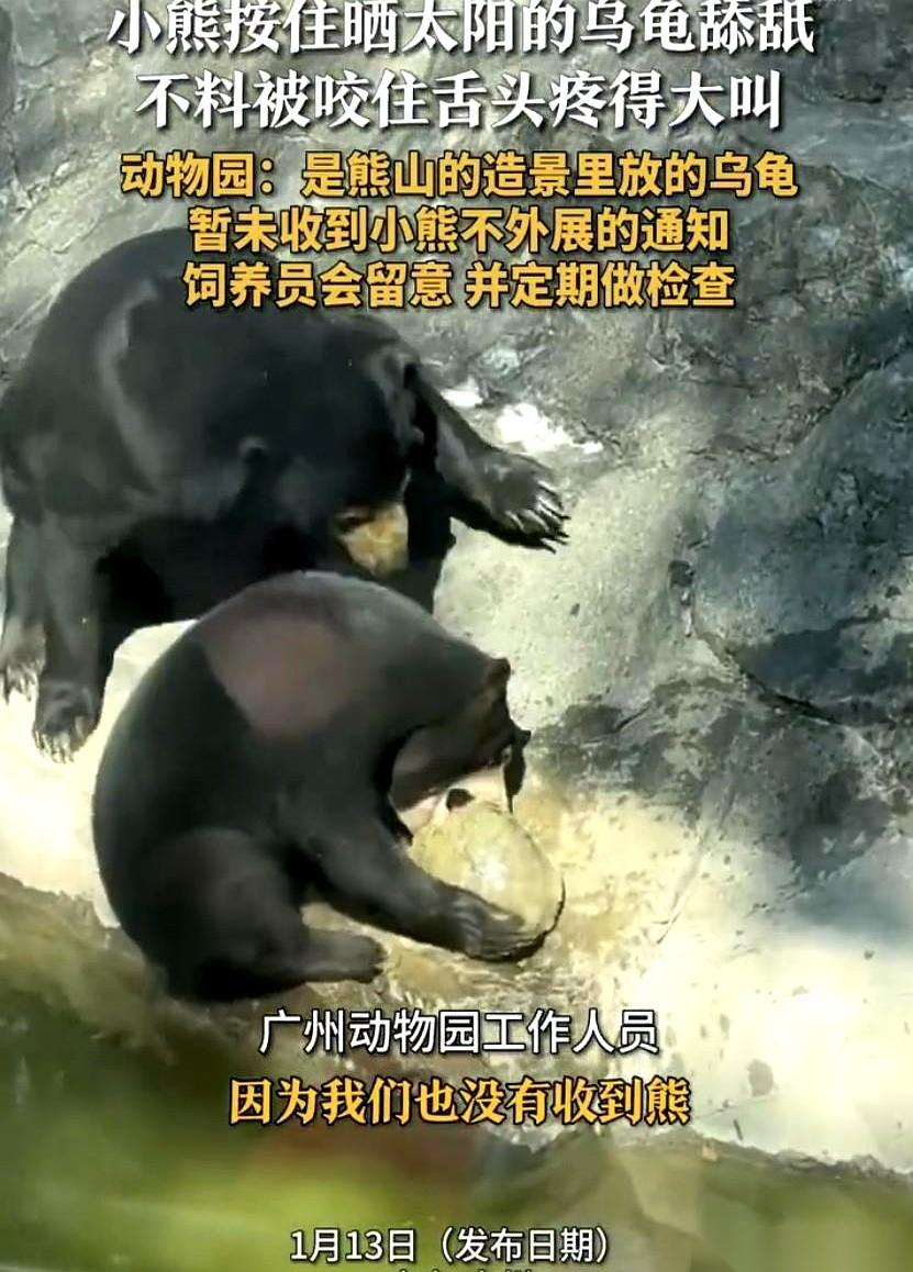 广州动物园的熊山上，那只小黑熊一舌头舔下去，整个熊僵住了。舌尖上，死死挂着一个