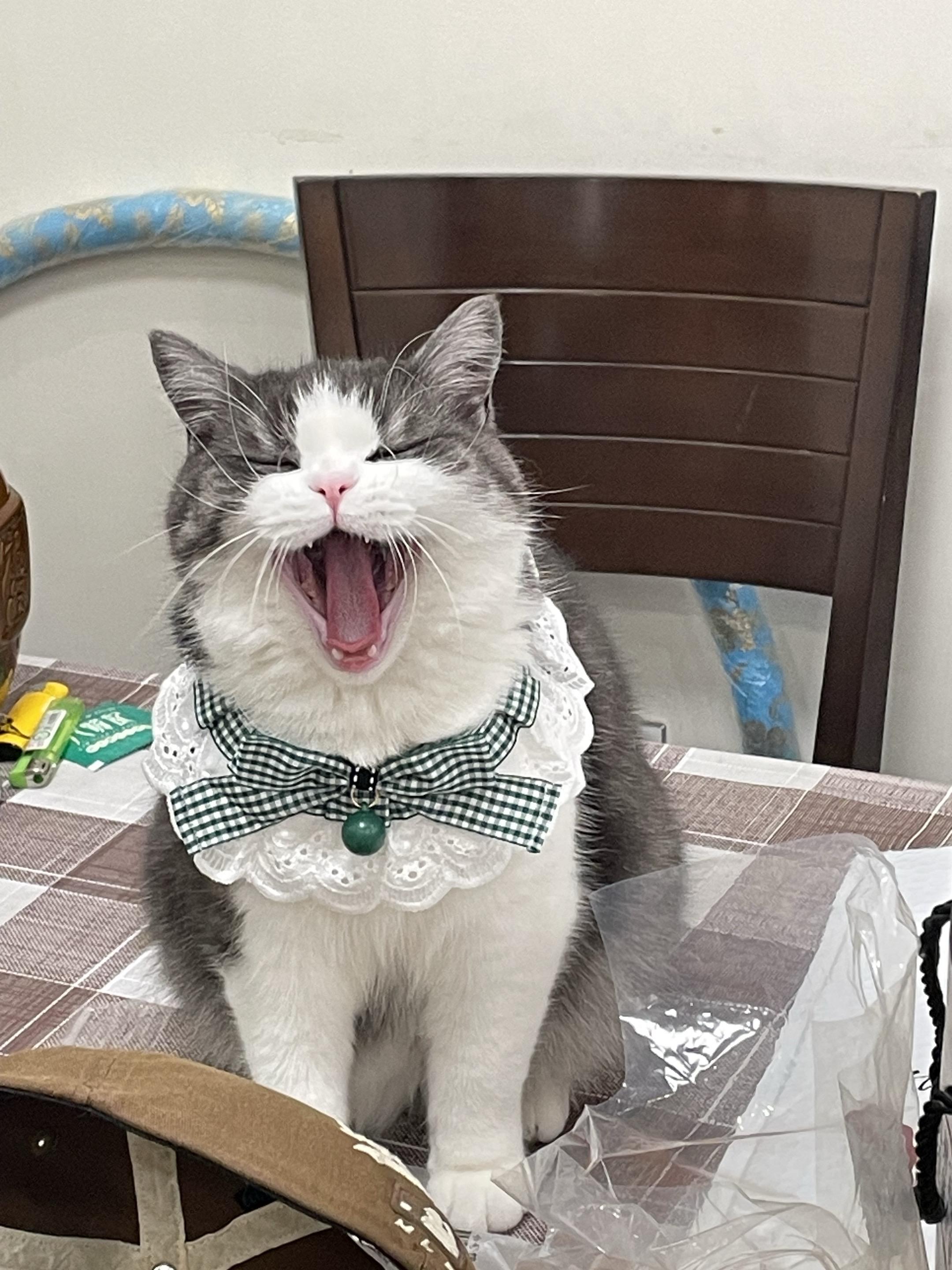 爱就是要爱小猫的全部