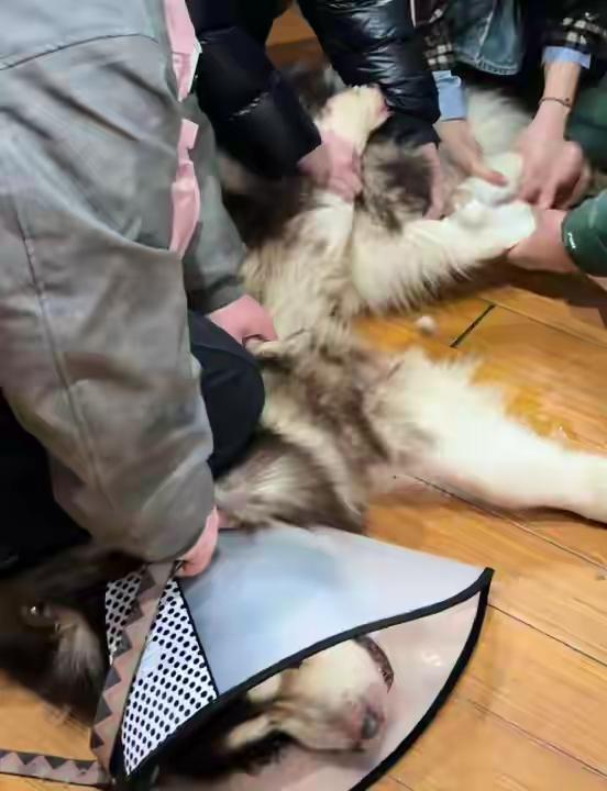 太可怕了，王女士养了条阿拉斯加犬，重达100多斤。在近8个月咬了3次人，如今，竟