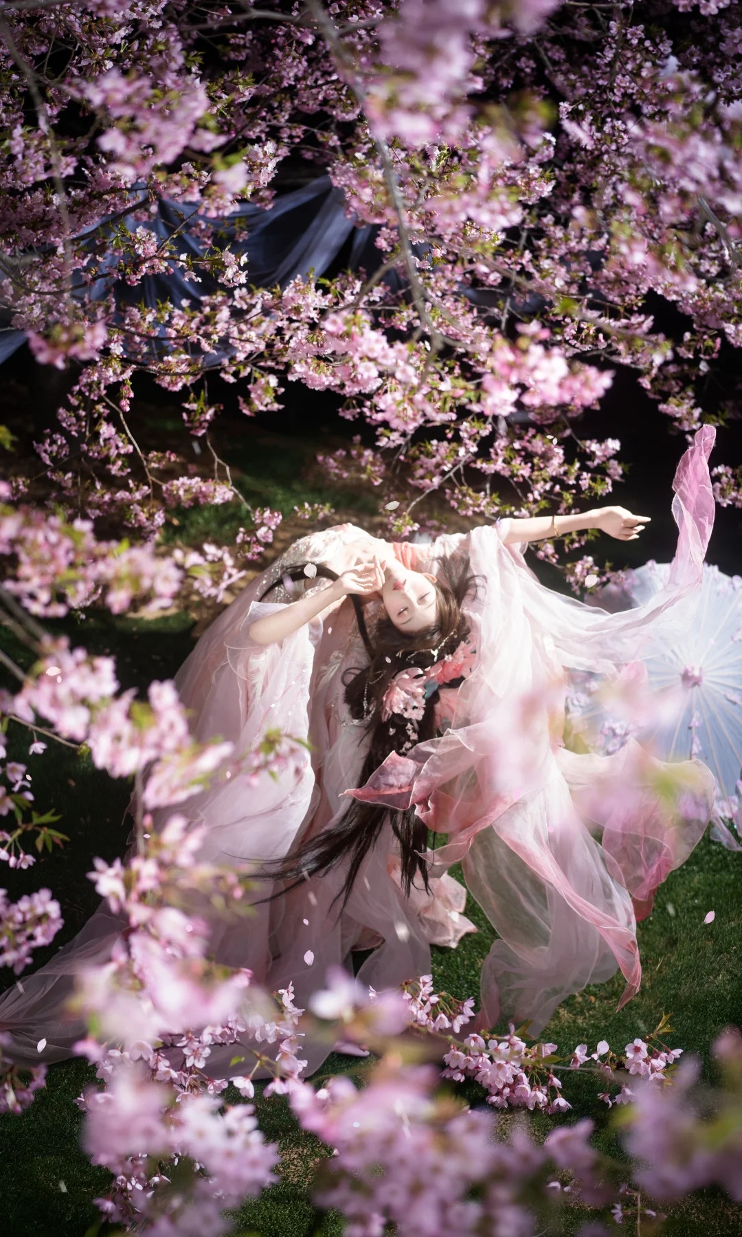 谁懂啊，这才是春天樱花该有的浪漫✨