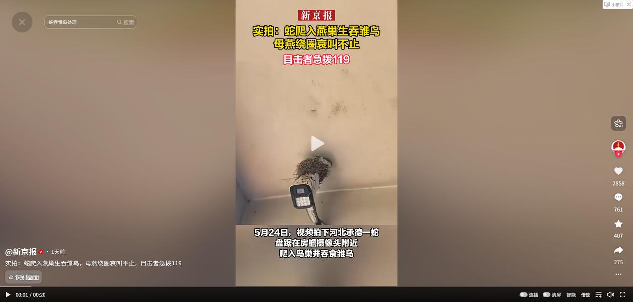 真是惊险！5月25日新京报报道，河北承德，女子看见大蛇钻进燕子窝吞食雏鸟。她急呼