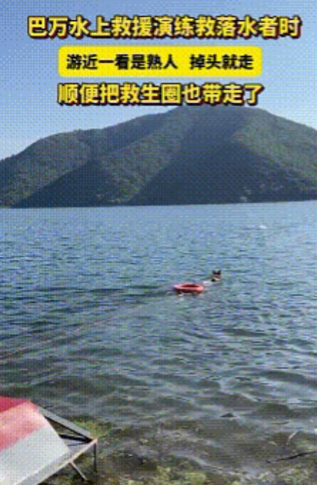 巴万火到人民日报了！”河南淅川，警犬巴万在救援演练落水者，靠近后发现是熟人，竟掉
