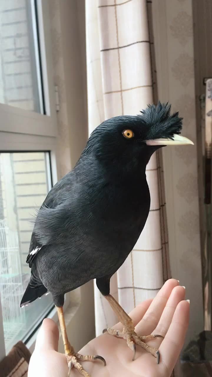 我家养的鸟