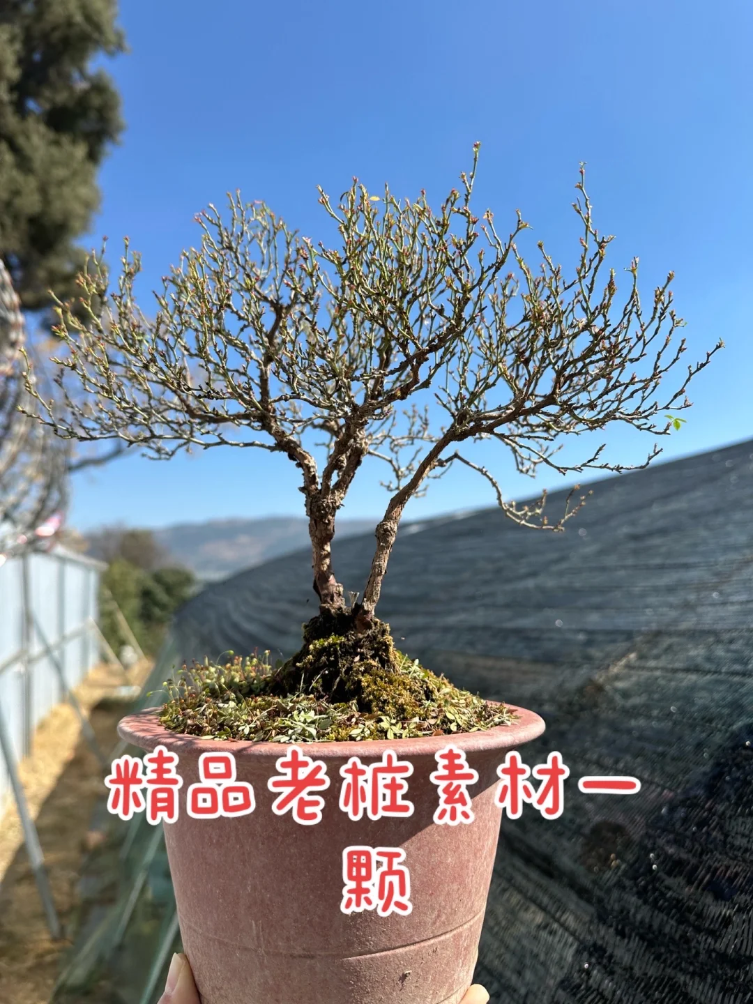 精品素材一颗