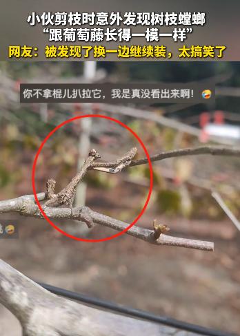 大千世界，真是无奇不有，近日广东小伙子修剪葡萄藤时，突然发觉有根“树枝”不对劲，