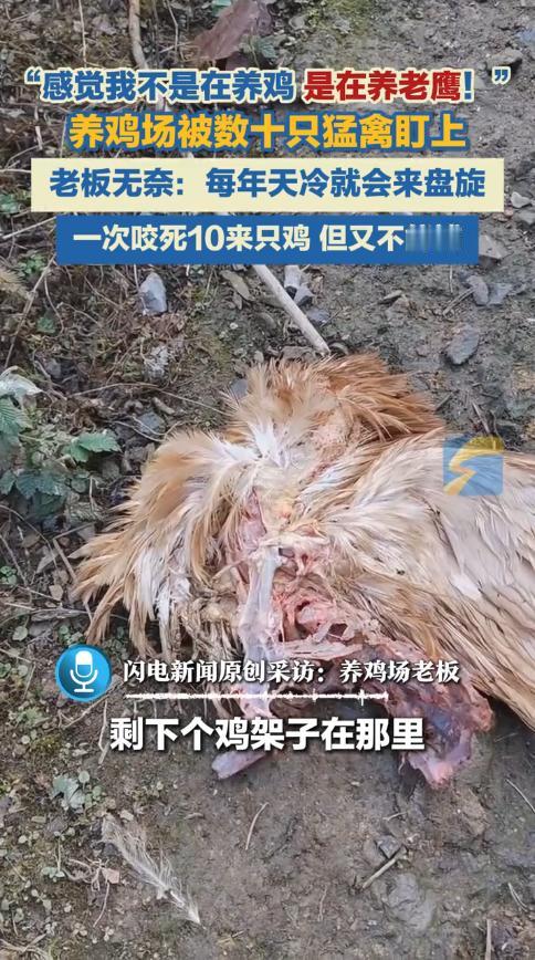 “防不胜防！”近日，浙江杭州，一男子在山上养鸡，可是降温后，有大量老鹰迁徙过来，