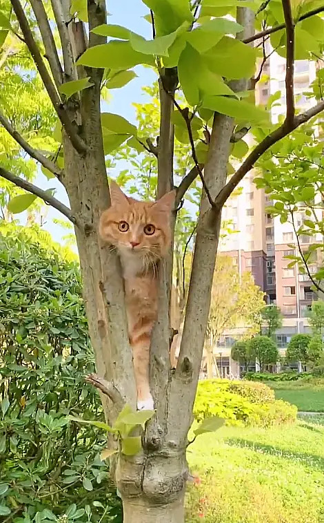 这种精神小猫咪，不适合去猫咖打工的一到外面，就会忘记自己是谁？更过分的是，假装不