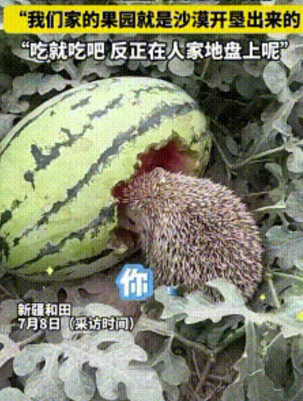 “活该发财！”新疆，女子发现有刺猬在吃自家种的西瓜，没想到，她不但没赶，还温柔的