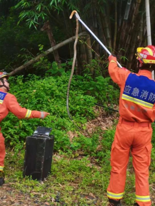 🌞吓坏了！7月3日，云南峨山，一村民在地里干活时发现自家农田旁边的竹林里有