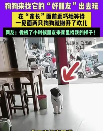 贵州“狗朋友”串门视频火了！网友：这不是我小时候的快乐吗？最近，贵州一位女士家