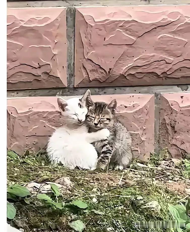 一只流浪猫妈妈带着从垃圾桶翻找到的食物，回来喂两只小猫崽，被一只流浪狗抢食，打的