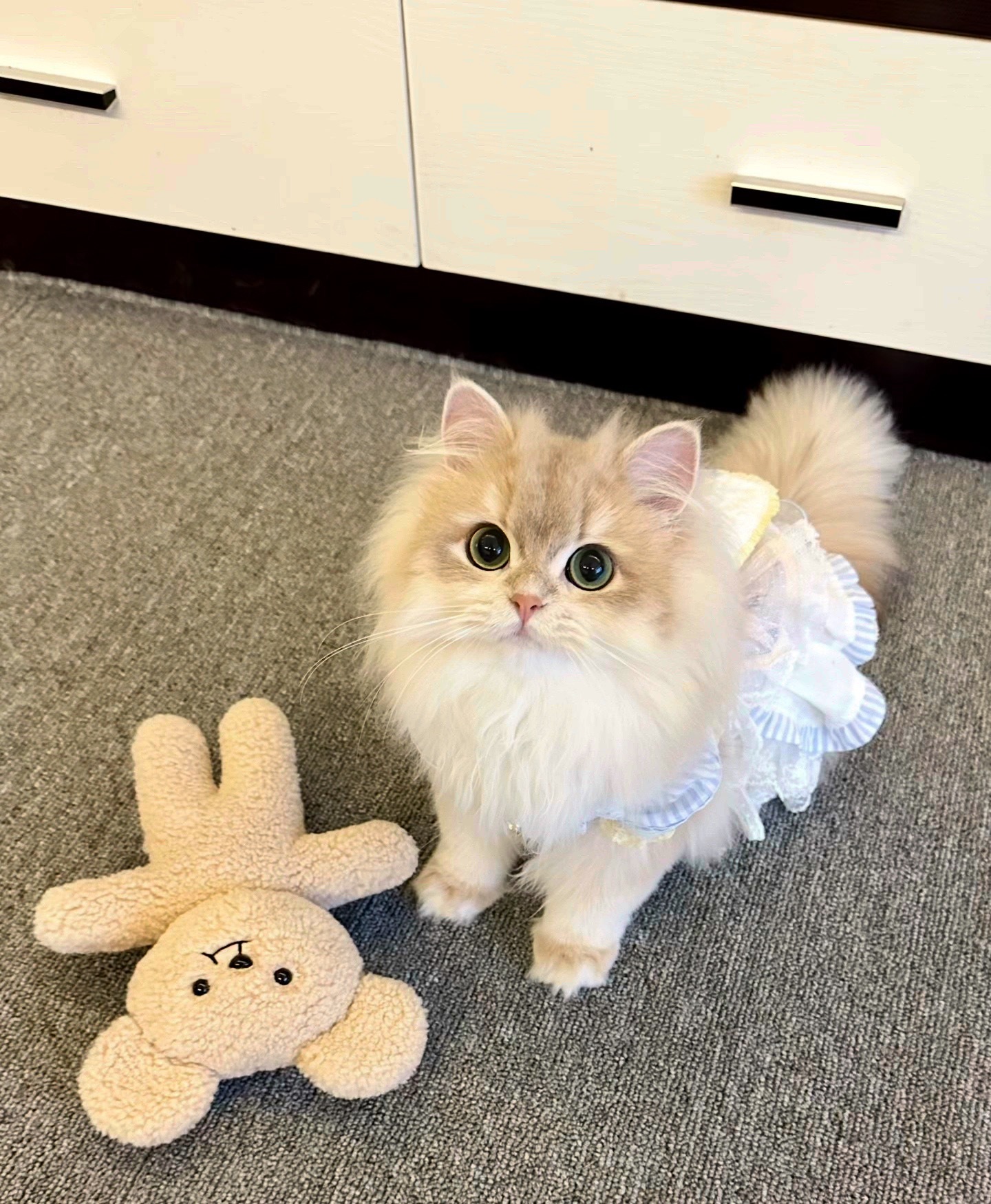 突然发现猫也会断崖式衰老真的会感慨猫咪也会断崖式衰老，前阵子还活蹦乱跳，转眼就不