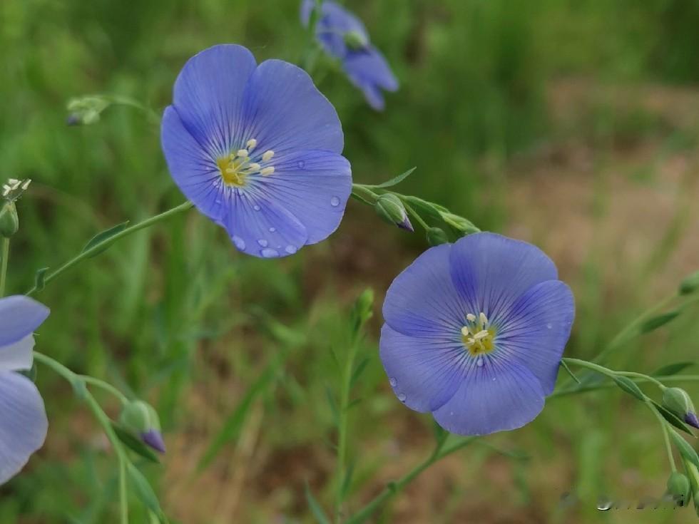 你知道，婆媳之间发生了冲突后，从此儿媳妇跟婆家任何人都不来往，最后吃亏的是谁吗？