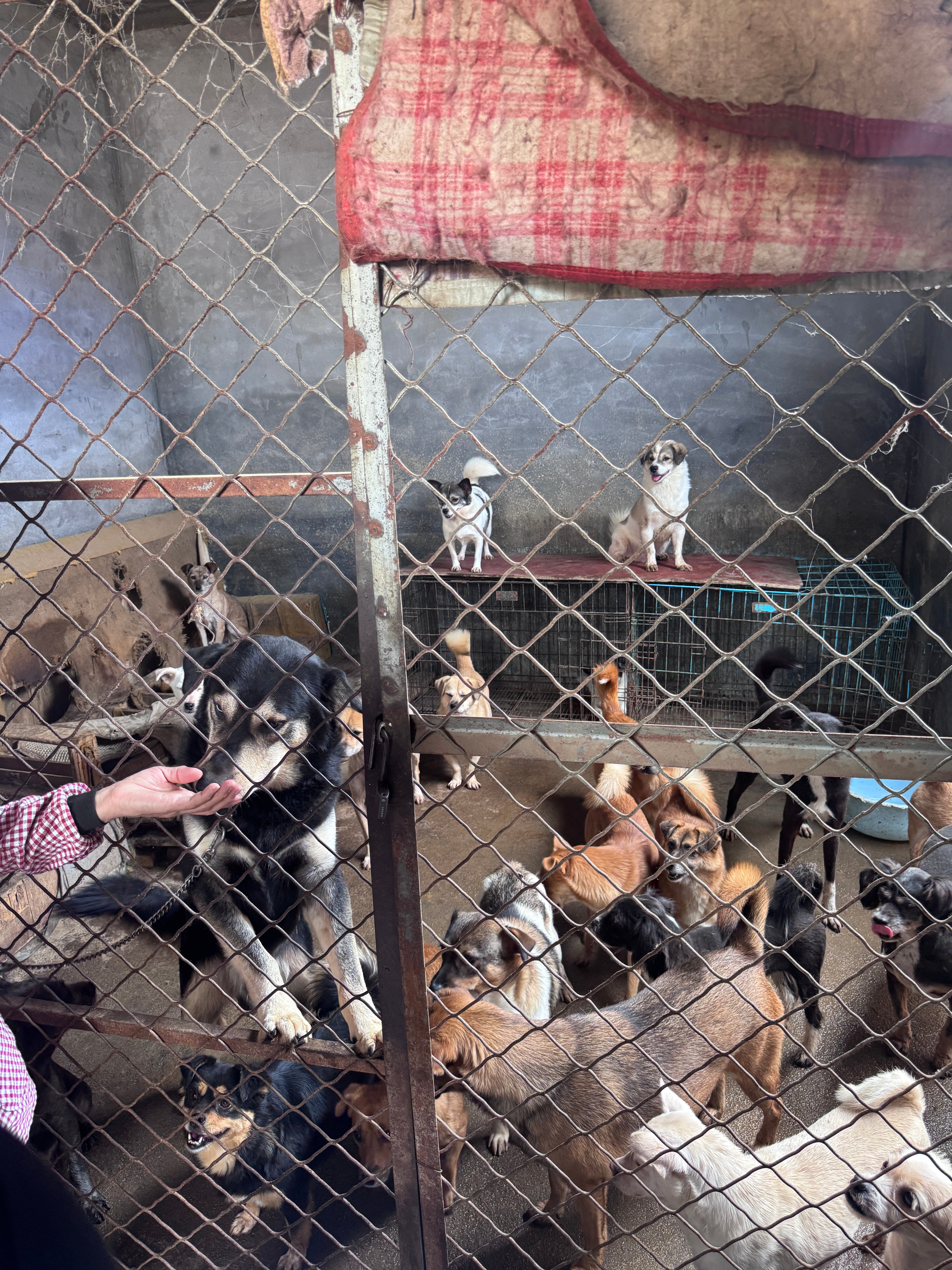 今天我们去流浪狗救助基地给狗狗送鲜食有两个大姨在其中一个大姨是当村的另一个大姨是来当免费护工的听说从