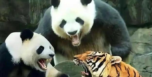 四川曾有老虎，为什么没吃大熊猫？一位65岁的护林员说：80%的人不知道，老虎就算