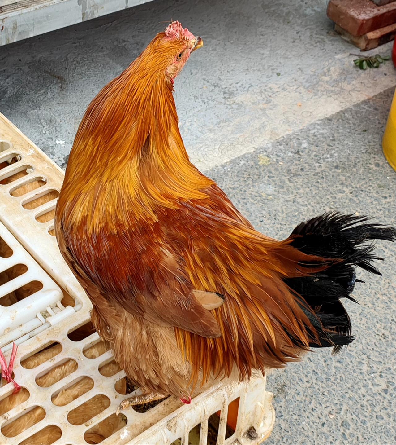 鸡～有鸡会，鸭～快来鸭，鹅～饿了吗？猪～嗦猪猪，牛～你最牛，鱼～你好鱼，虾～你眼