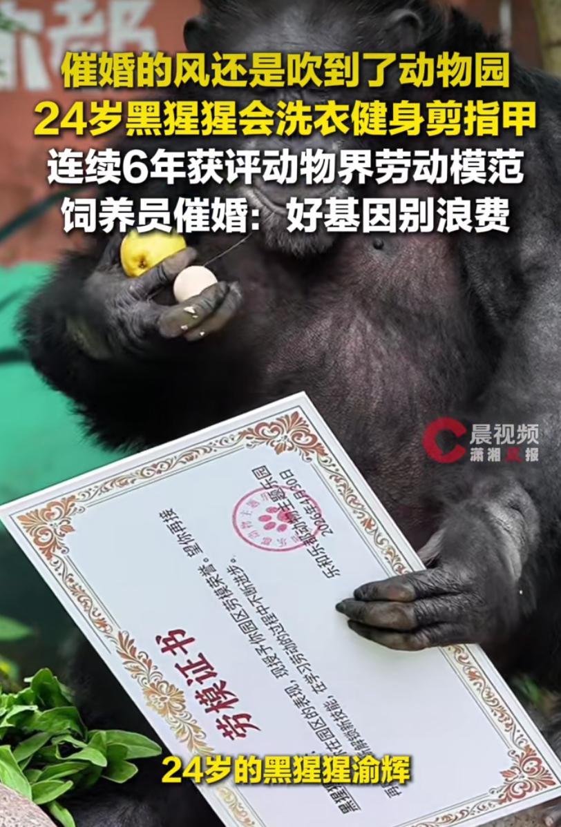 催婚的风还是吹到动物园~24岁劳模黑猩猩渝辉，最近遭遇饲养员催婚：好基因别浪费，
