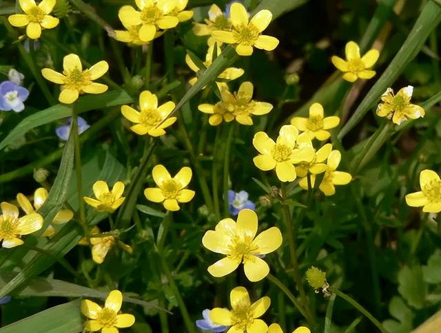 一味既能抗肿瘤、抗炎、抗结核、散结节, 又能护肝的良药