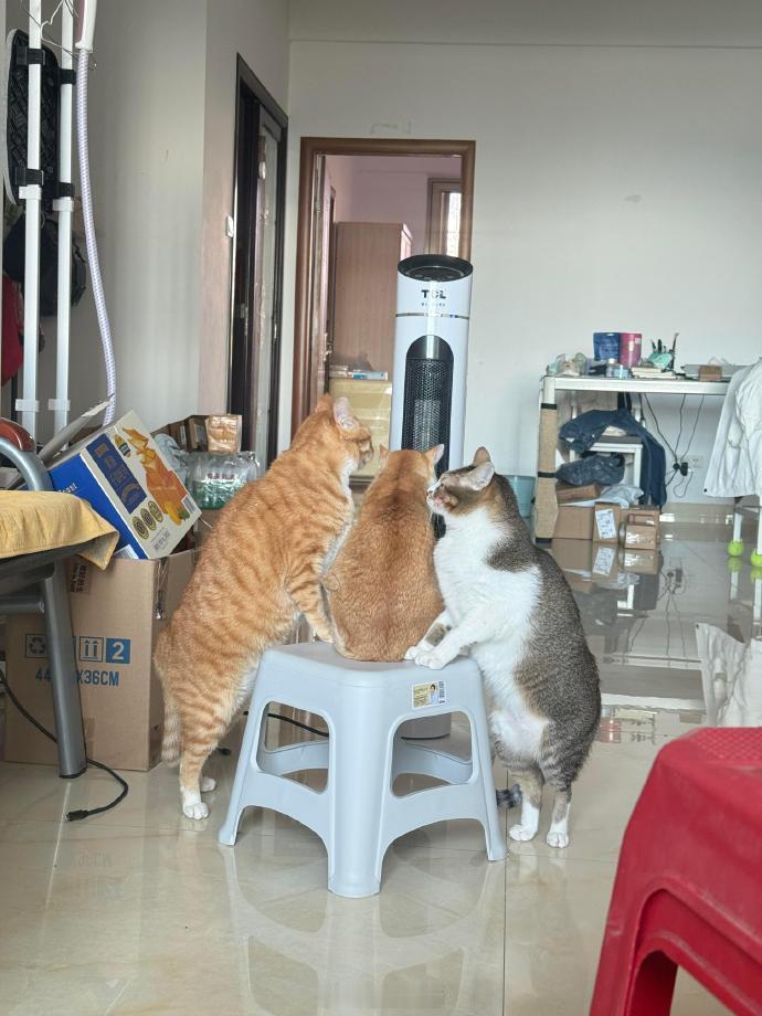 两猫相争，橘猫获利