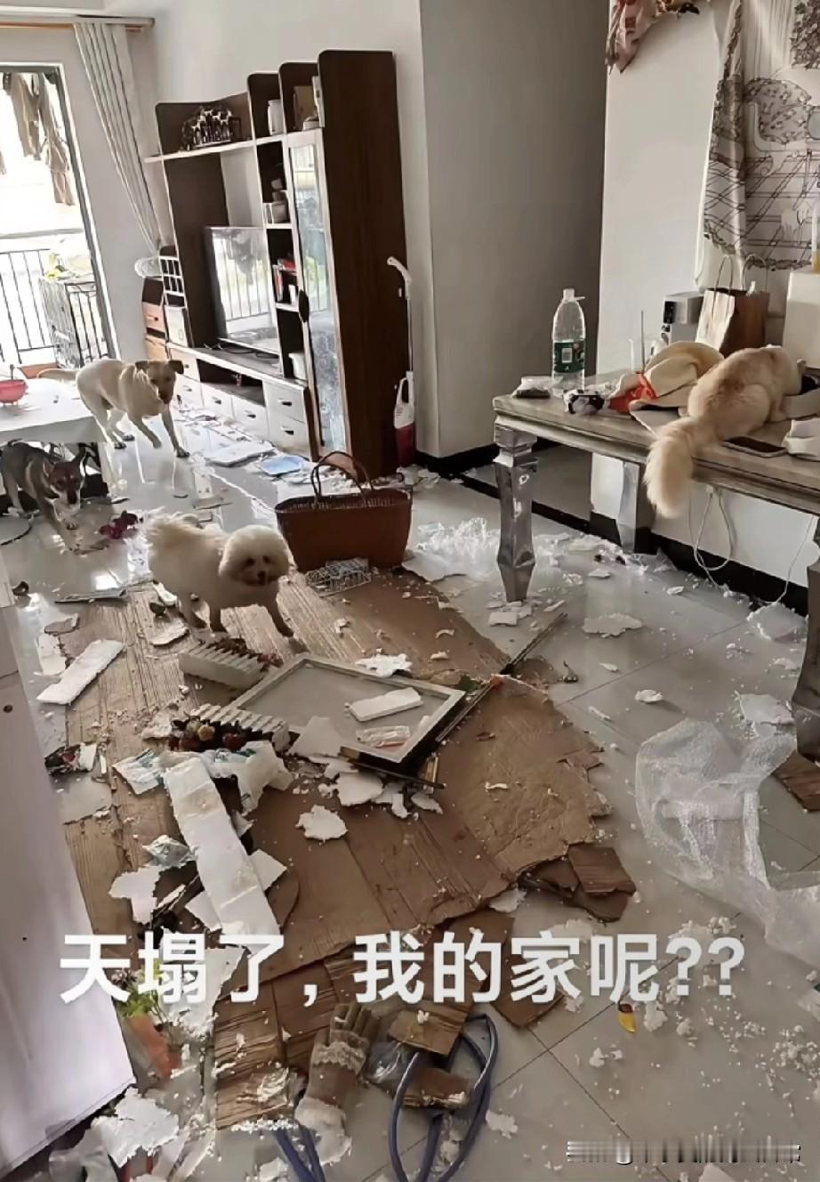 推开家门人傻了！我的家呢！下班回家推开门，我直接瞳孔地震！家里被猫狗造得一