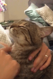 墨西哥网友一岁的猫咪梳理毛发时需要铲屎官帮忙！