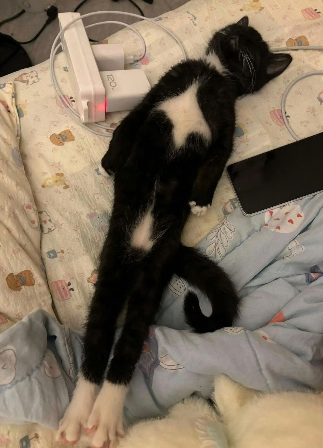 猫猫睡这么直还以为被电了家人们谁懂啊！这位置这姿势谁看了不以为被“电过去了”，吓