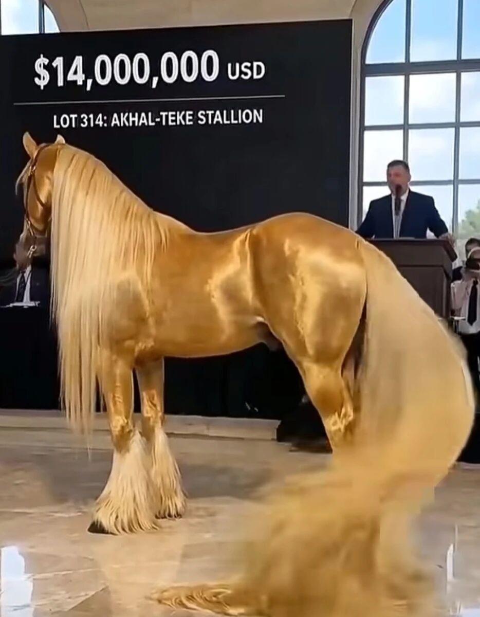2019年，俄罗斯国际马匹拍卖会上，人们终于见到了源自土库曼斯坦、超过4000年