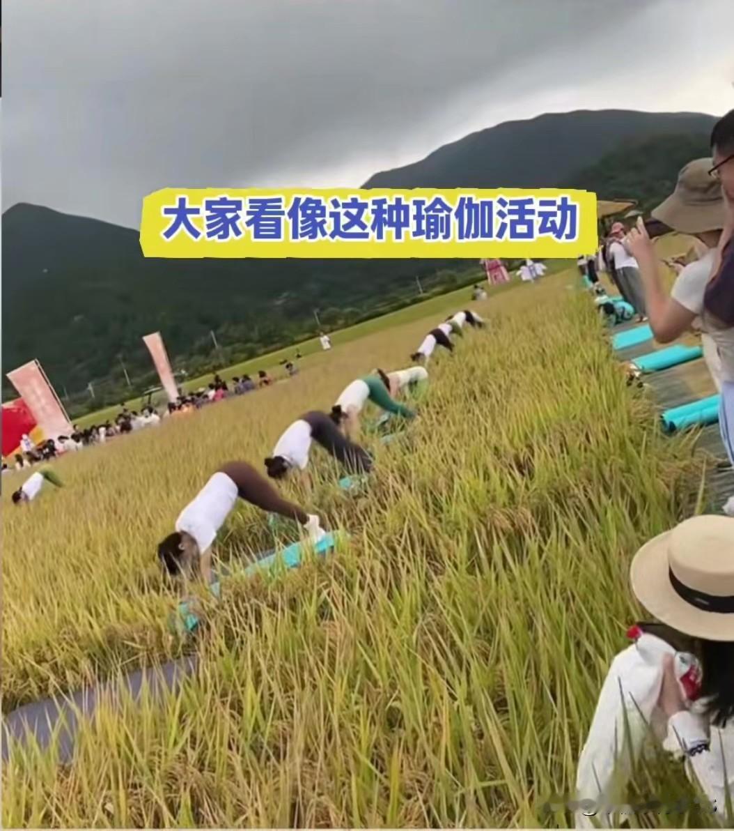 稻田里练瑜伽被喷！网友：这不是亲近自然是糟践粮食，这瑜伽在哪练不行，非得往稻田里