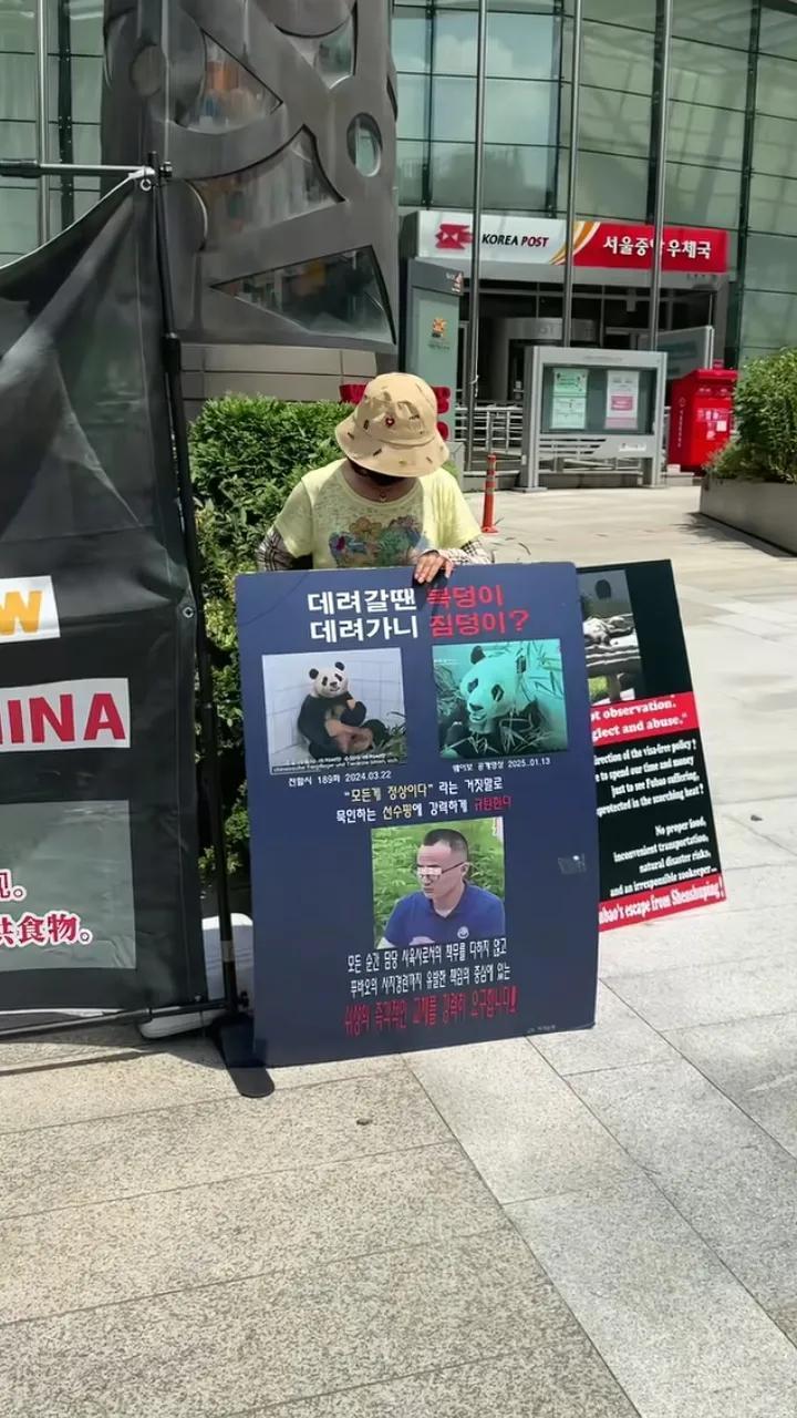 韩国真是“强盗”！说熊猫福宝BeforeinKorea，NowinChi