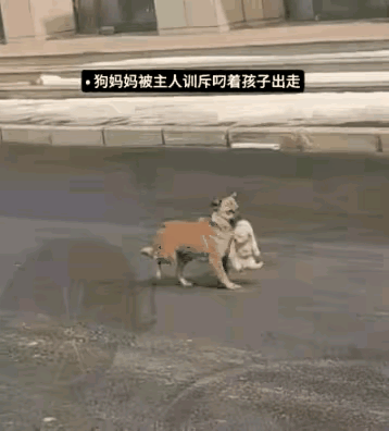 真的又好笑又暖心！小狗被主人随口批评几句，心里委屈爆棚，一气之下直接叼着自家小狗