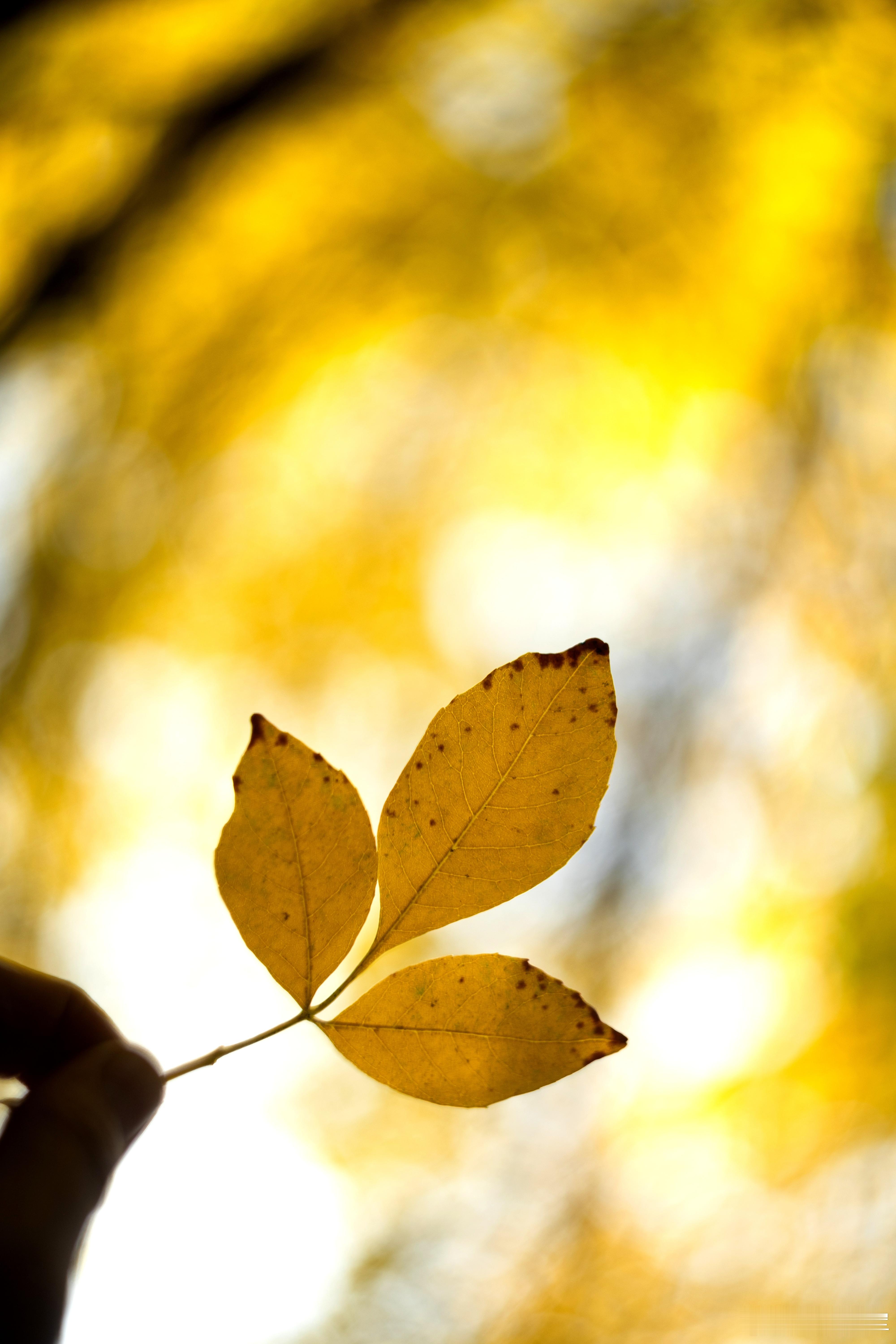 南锣向北秋日北京漫游记​​​摄影​​​