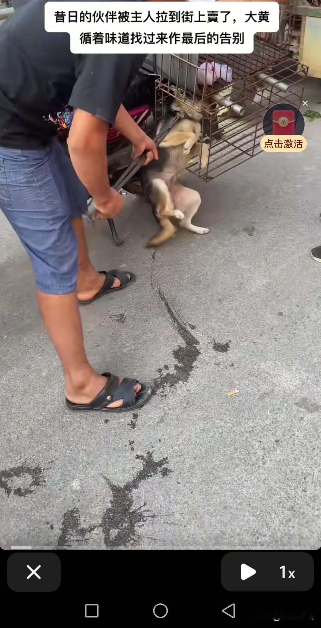 同伴被它的主人卖给了狗贩，尽管心里怕得要命，我还是壮着胆子走上前去看它。眼睁睁看