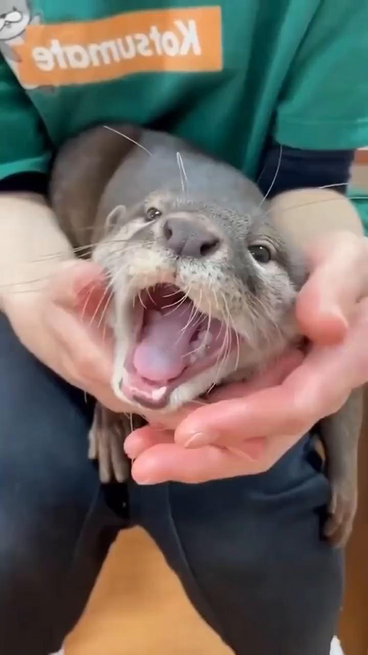 这个连打哈欠都要夹一下的东西其实是一只水獭。刚出生的水獭宝宝非常可爱，体型只有人