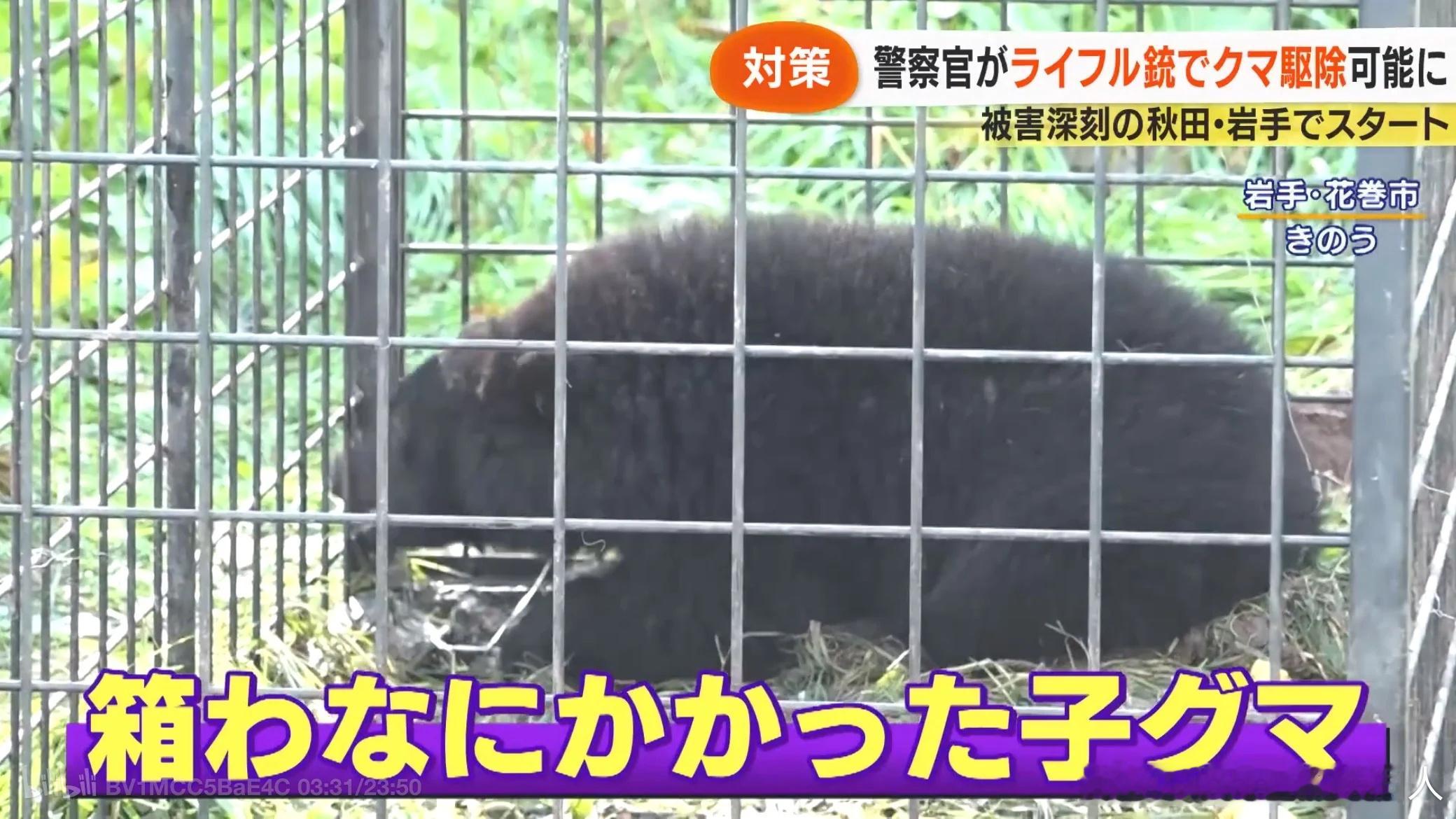 把小熊先抓了再骗母熊过来一起除掉，反正是捕杀野兽我是没什么意见，但日本人自己好像