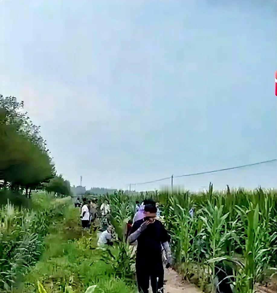 一望无际的玉米地里藏个人，简直像大海捞针，这可咋整？为了把躲进青纱帐里的人揪出