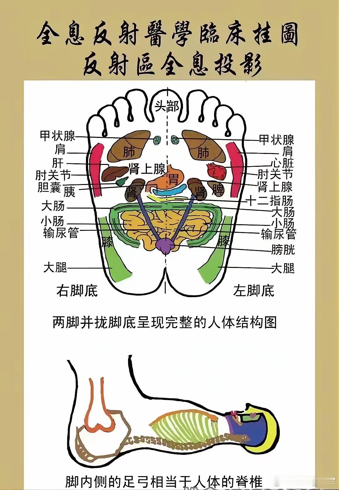 中医视角下足底养生的重要性中医认为脚为精气之根、五脏之窗，足底养生是整体养生的关