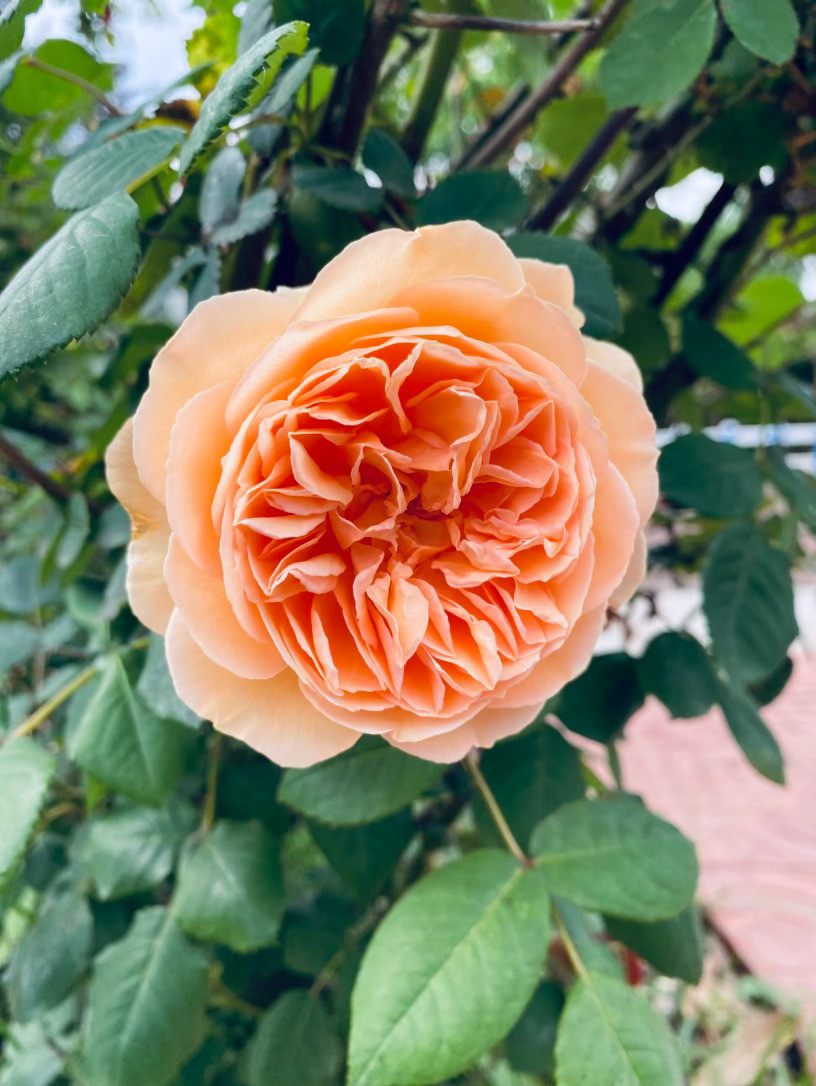 生活手记记录真实生活摄影摄影摄影如果春天要选一位代言人，我愿把这殊荣赐予“玛格