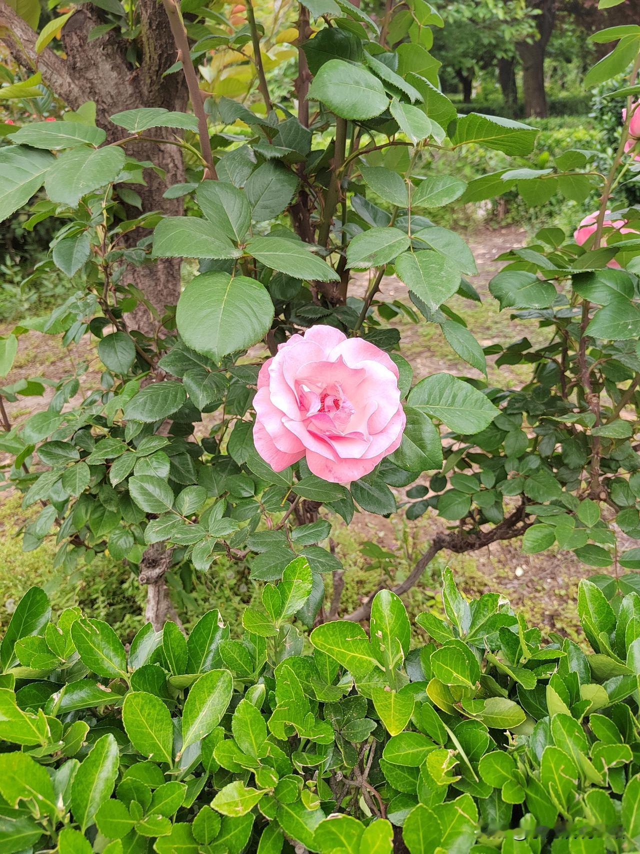 邻居退休第二天就找到工作了。楼下邻居前几天退休了，早上锻炼，路过她家门口，我叫