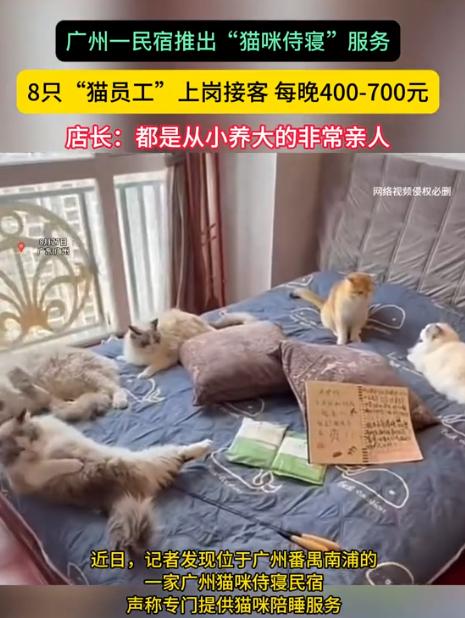 “简直就是捡钱！”广州，一民宿老板为了赚钱，养了8只猫，只为让猫咪陪顾客睡觉！每