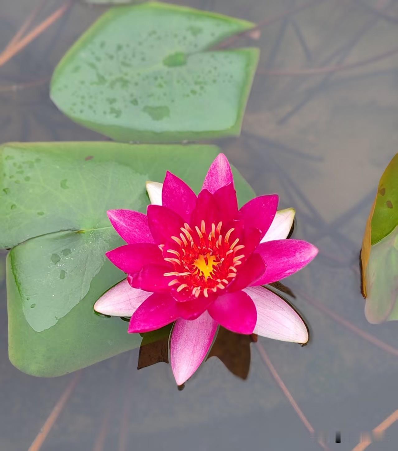 睡莲在植物分类学上属于‌睡莲科‌、‌睡莲属‌，是多年生浮叶型水生草本植物。‌‌